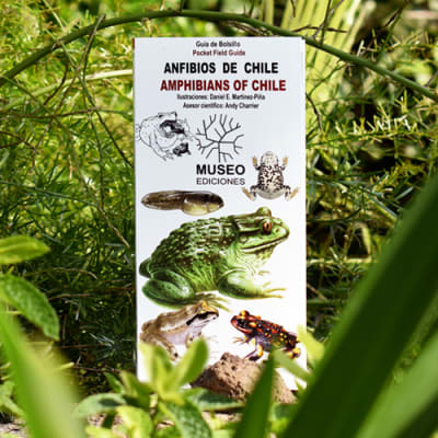 Guía De Bolsillo Anfibios De Chile - Daniel E. Martínez-piña