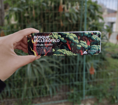 Pantonera Bosque Esclerofilo