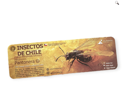 Pantonera Insecto de chile