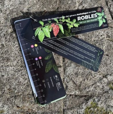 Pantonera Robles del sur del mundo - Guía de identificación del género Nothofagus en Chile