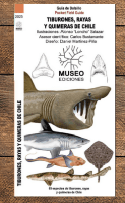 Guía de tiburones, rayas y quimeras de Chile