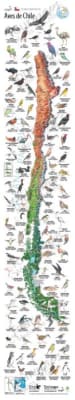 Mapa Ilustrado Aves De Chile