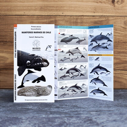 Guia Plegable Mamiferos Marinos De Chile1