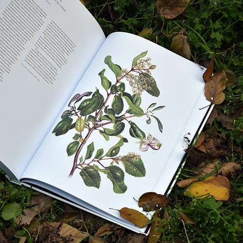 Plantas y árboles de los bosques de Chile - Edicion Lujo - 36 x 26 cm - tapa dura2