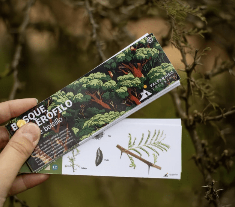 Pantonera Bosque Esclerofilo3