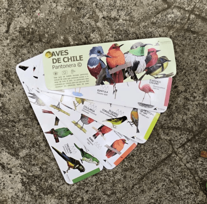 Pantonera aves de chile1