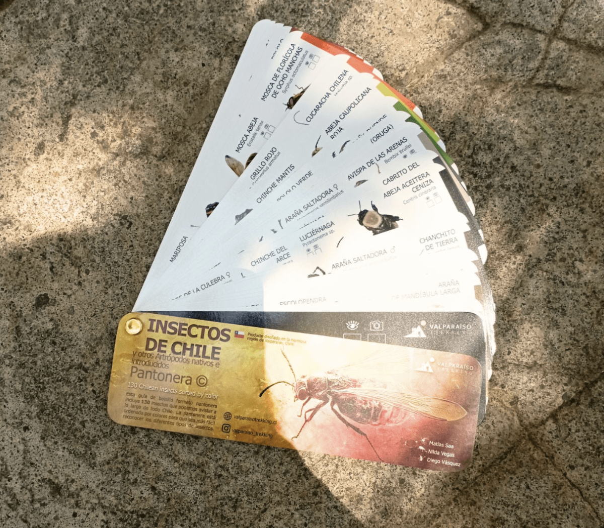 Pantonera Insecto de chile3