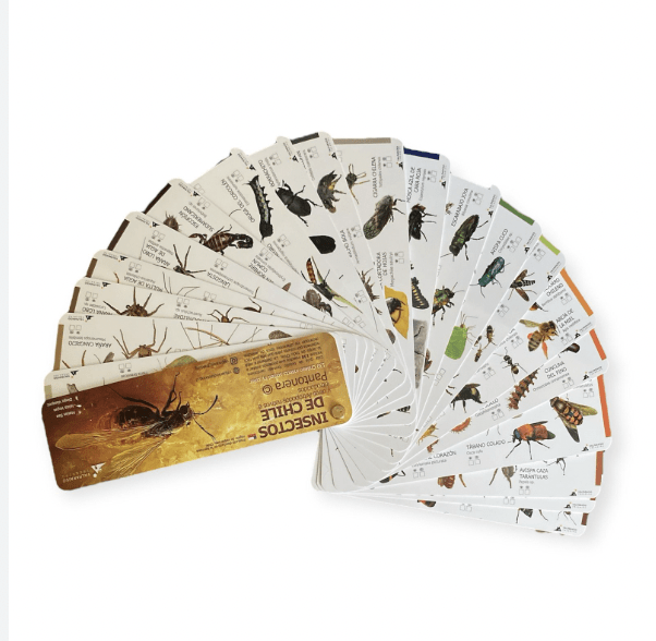 Pantonera Insecto de chile2