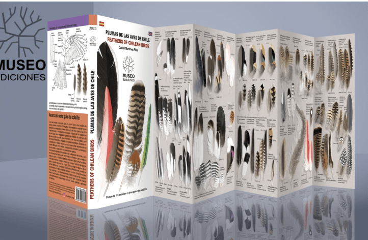Guia de bolsillo Plumas de aves de chile2