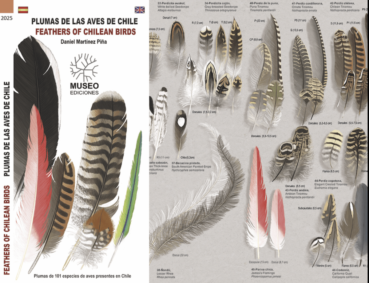 Guia de bolsillo Plumas de aves de chile1