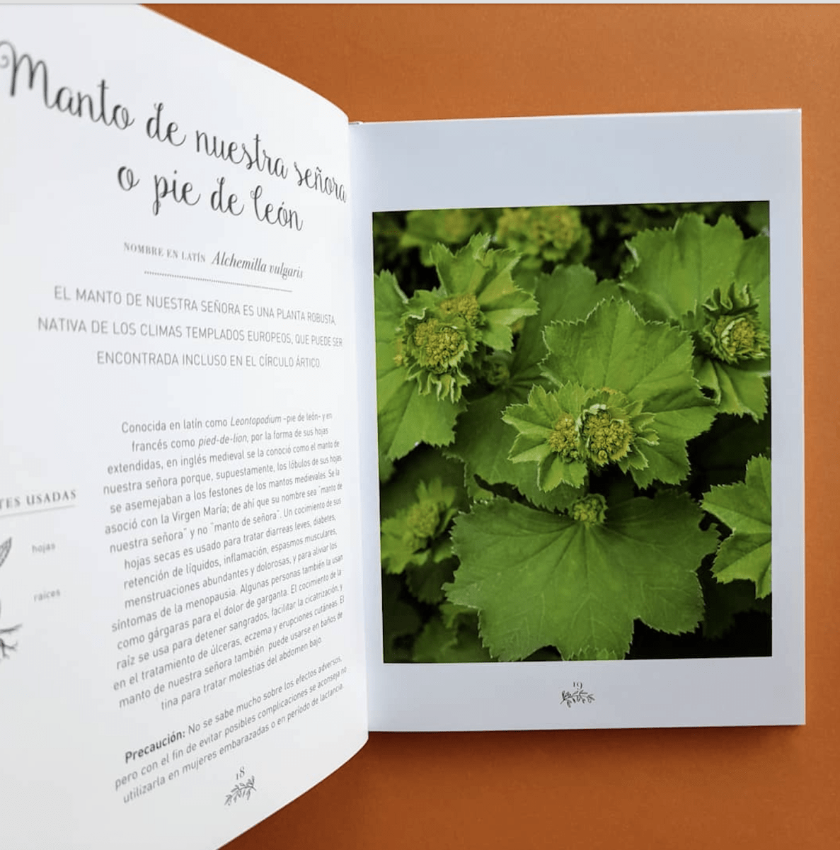 Hierbas Sagradas  Opal Streisand (Autor) · Contrapunto · Tapa Dura4