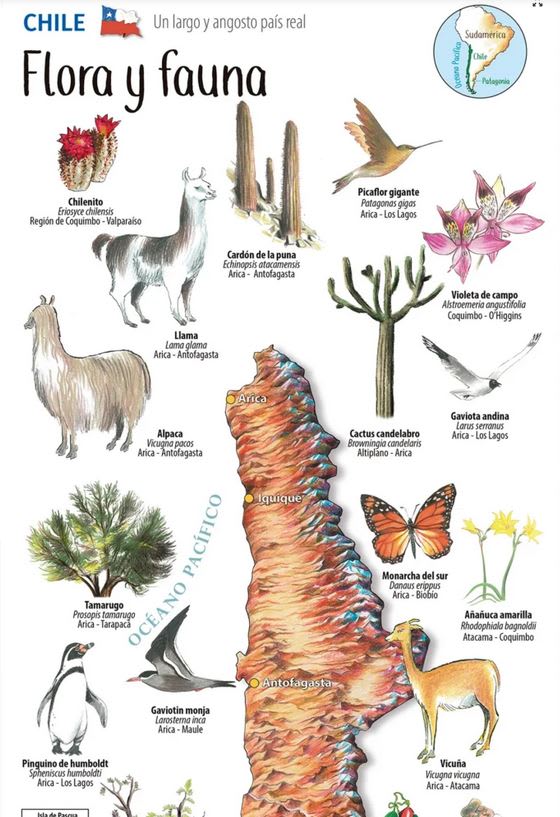 Mapa flora y fauna de Chile desplegable2