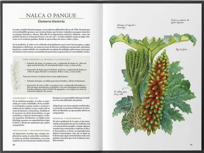 Plantas medicinales nativas de Chile4