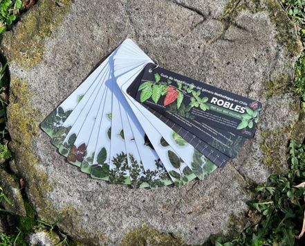 Pantonera Robles del sur del mundo - Guía de identificación del género Nothofagus en Chile2