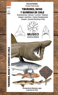 Guía de tiburones, rayas y quimeras de Chile1