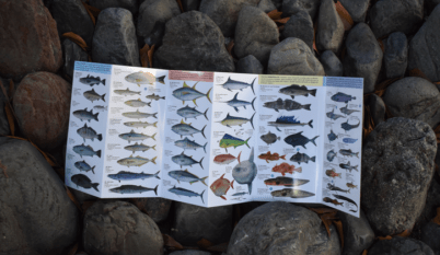 Peces Marinos Del Norte Y Centro De Chile. Guia De Bolsillo2