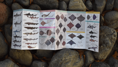 Guía de tiburones, rayas y quimeras de Chile2