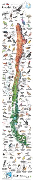 Mapa Ilustrado Aves De Chile1