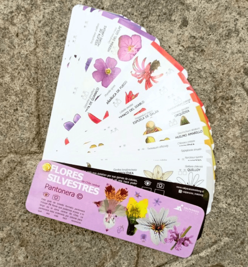 Pantonera Flores Silvestres. Chile central1