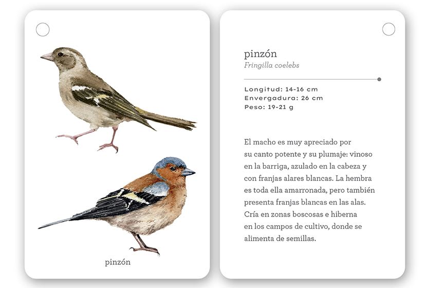 Fíjate: Pájaros - Anna Sanjuan Ramon Baucells (Autor)3