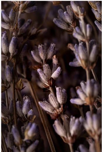 Sahumerio Natural Doble Lavanda y Olíbano3
