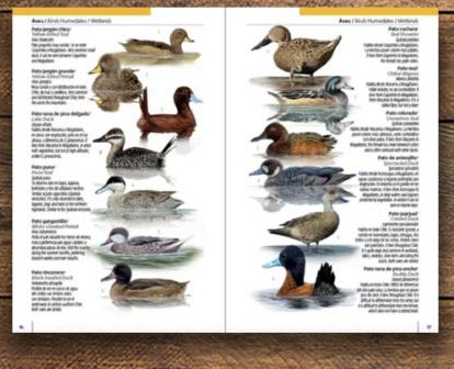 Chile: Una Guía Rápida  Verdugo Tartakowsky Rodrigo (Autor)3