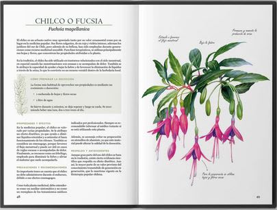 Plantas medicinales nativas de Chile3