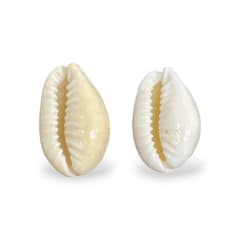 Dije colgante concha mar de cauri natural 0