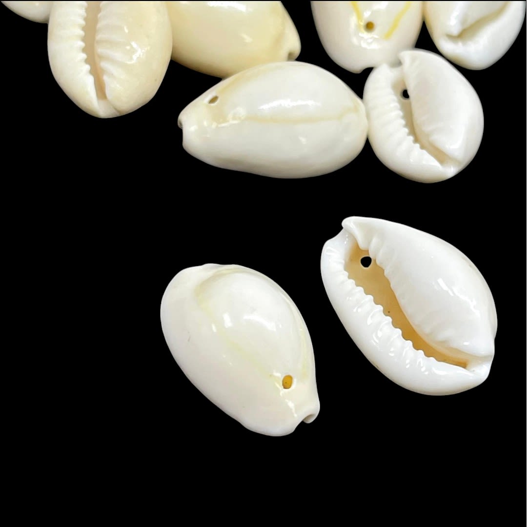 Dije colgante concha mar de cauri natural4