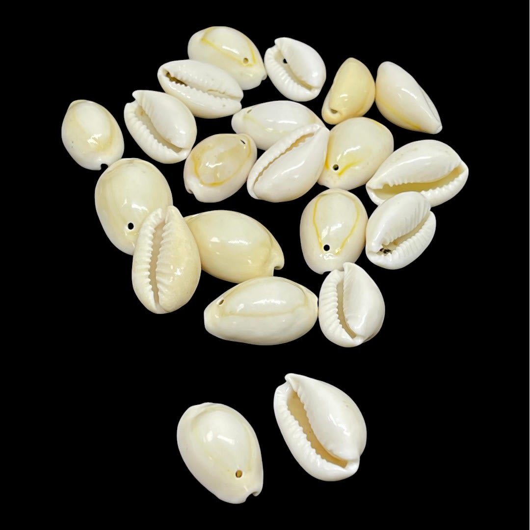 Dije colgante concha mar de cauri natural3