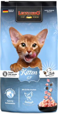 Leonardo - GF Kitten