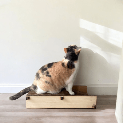 La Jato del Gato - Cat Flat Angular1