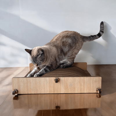 La Jato del Gato - Cat Flat Curvo