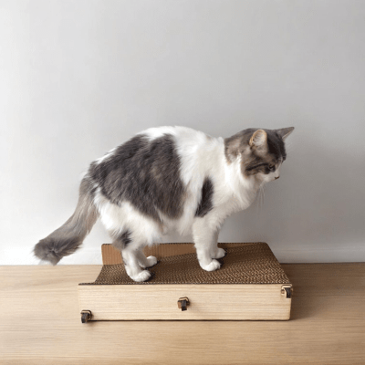 La Jato del Gato - Cat Flat Diagonal