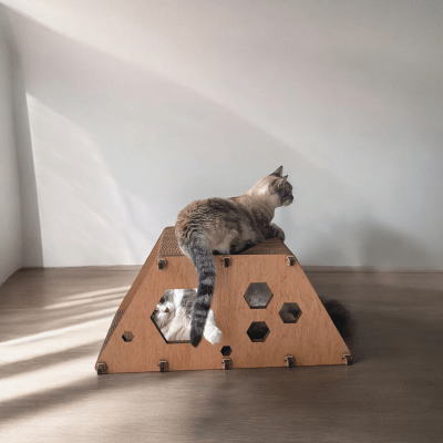 La Jato del Gato - 1/2 Bee A Cat1