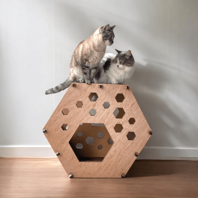 La Jato del Gato - Bee A Cat1