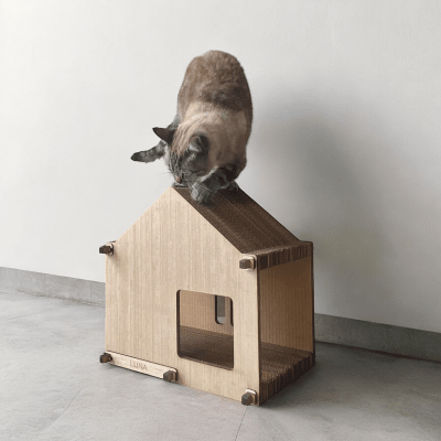 La Jato del Gato - Jato Chicha Clásica