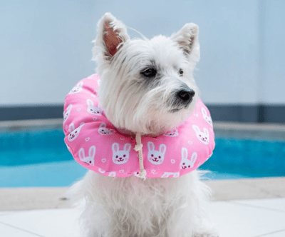 Pupis - Collar Isabelino Donut Conejitos