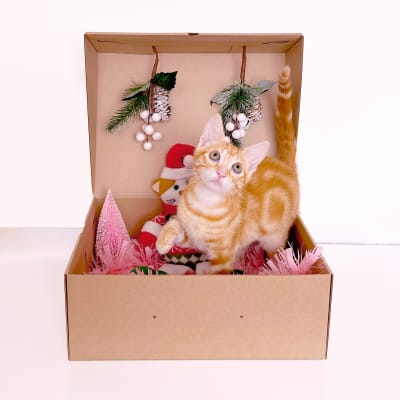 Miu Christmas Box