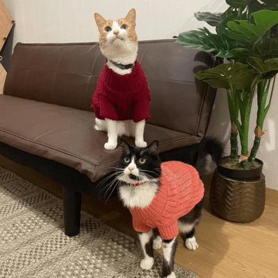 Rafiki Mascota - Chompas Trenzas