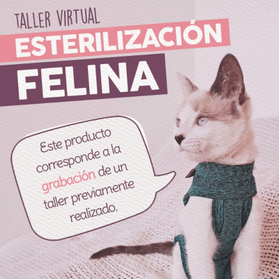 Taller - Esterilización Felina
