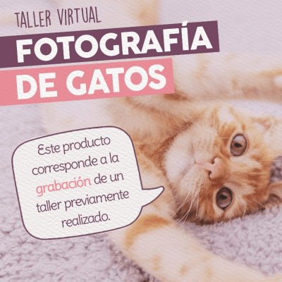 Taller - Fotografía de Gatos