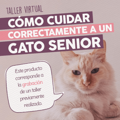 Taller - Cómo Cuidar Correctamente a un Gato Senior
