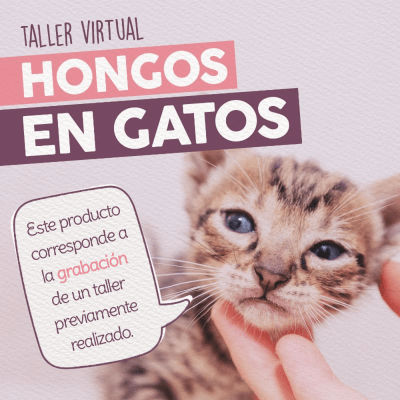 Taller - Hongos en Gatos