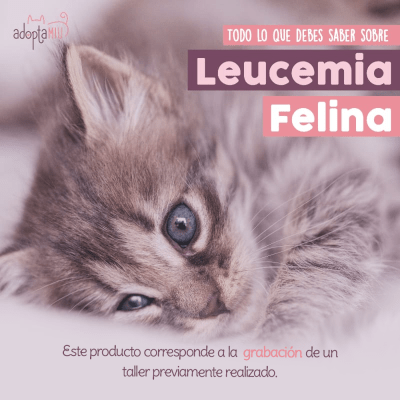 Taller - Leucemia Felina