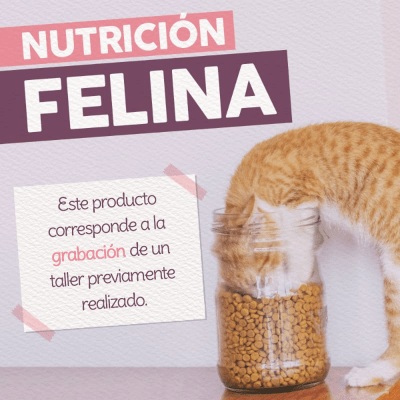 Taller - Nutrición Felina1
