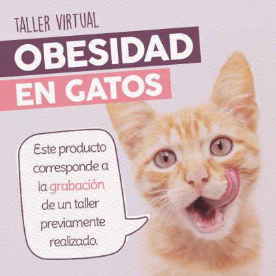 Taller - Obesidad en Gatos