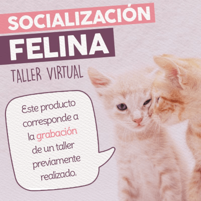 Taller - Socialización Felina