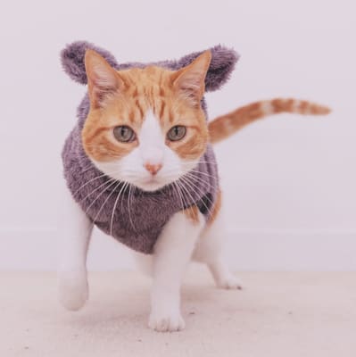 MiuPolera Miu 2022 - Nube