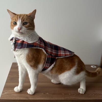 Rafiki Mascota - Capa1